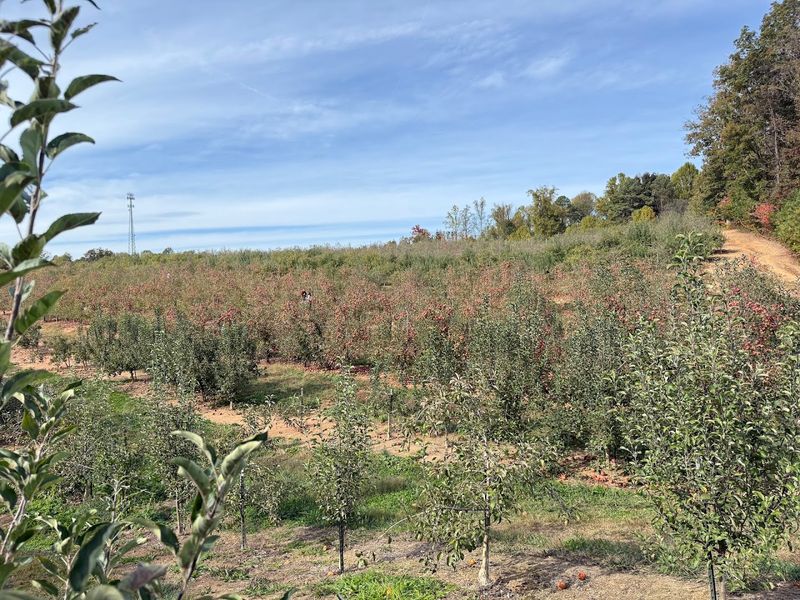 A U-Pick Experience Spread Across Three Separate Orchard Sections