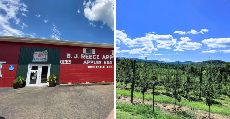 Fill Your Buckets With The Sweetest Apples At This Scenic Georgia U-Pick Farm