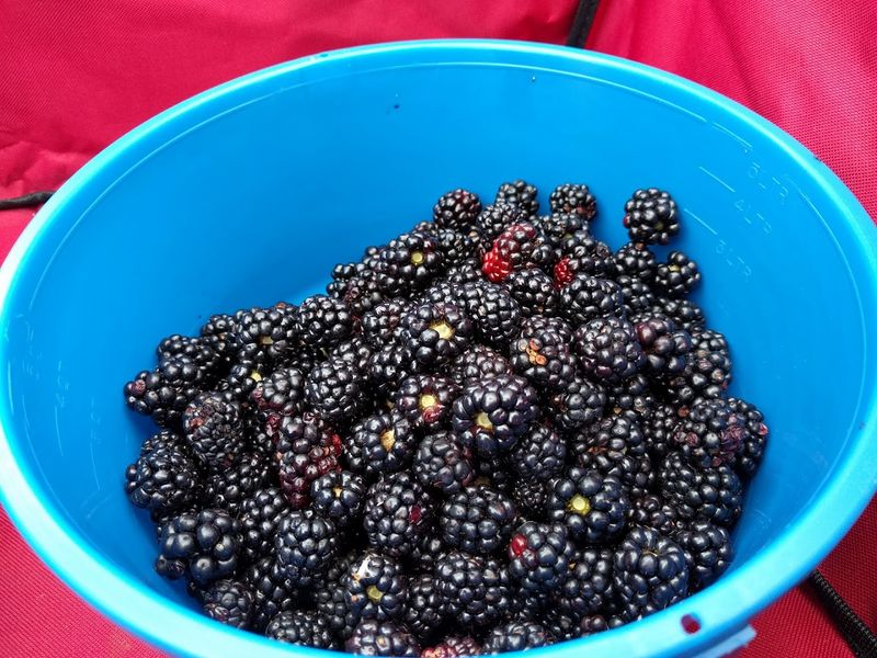 Jujubes, Figs, And Berries Stretch The Farm Beyond Persimmons