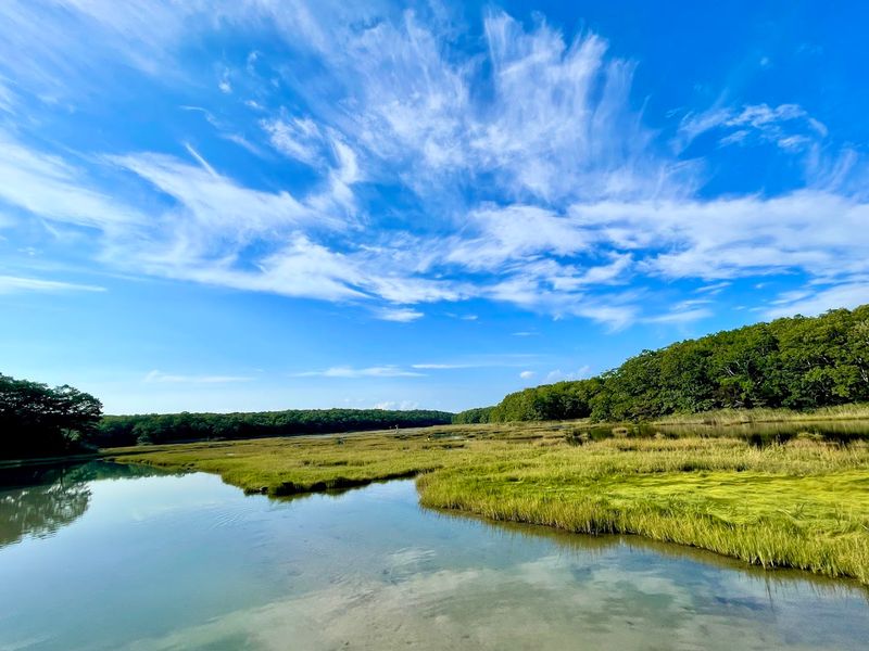 Birdwatching Along The Salt Marsh