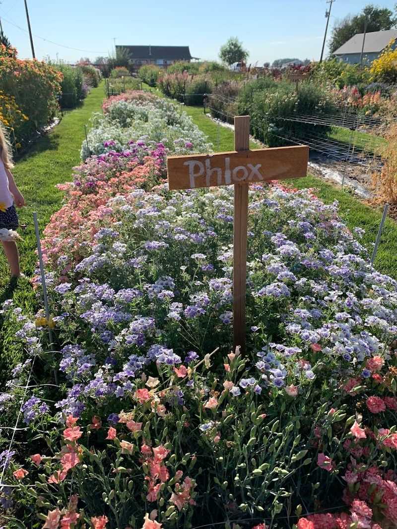 This Idaho Flower Farm Turns June Into A Colorful Country Escape - Decor Hint Leaning Barn Farms Makes June Feel Like A Reason To Leave Town