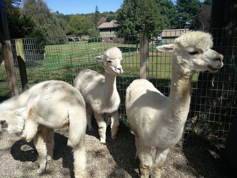 A Peaceful Farm Visit In Bozrah
