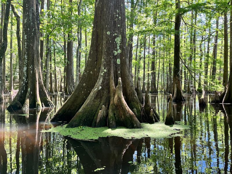 Chicot State Park, Ville Platte