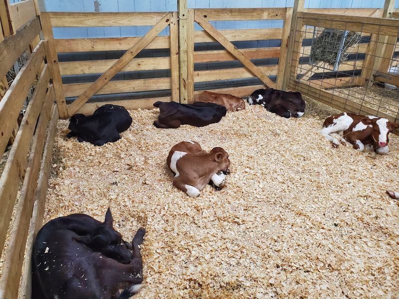 The Livestock Area Is Surprisingly Fun To Explore
