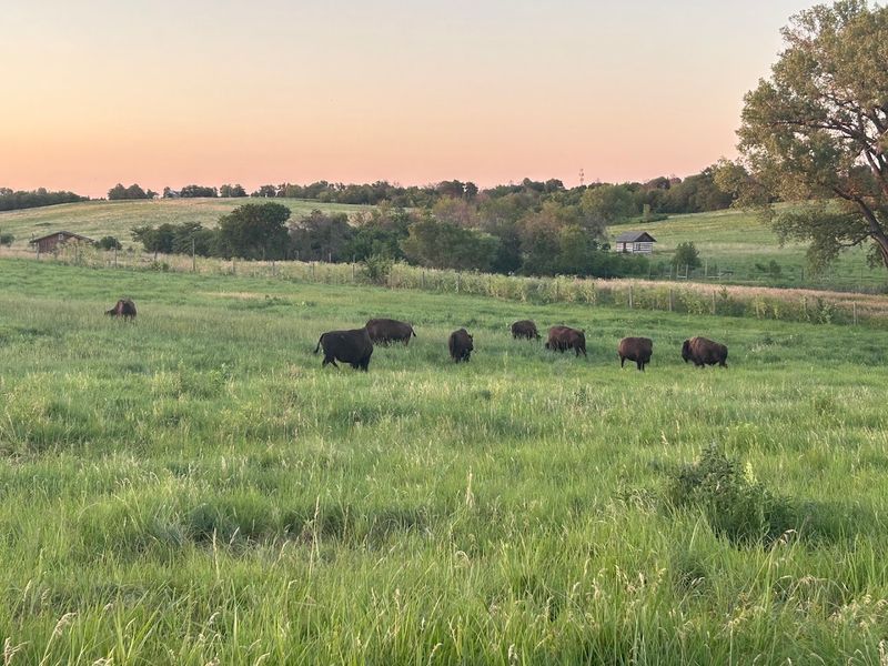 Nebraska Wildlife Spots Where Bison, Elk, And Other Big Animals Are Easy To See - Decor Hint Pioneers Park Nature Center, Lincoln