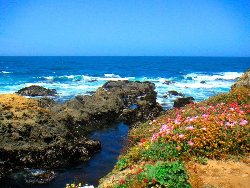 Your First Visit To This 47-Acre Magical Botanical Garden Hiding In California Will Stay With You - Decor Hint Ocean Bluffs Turn A Garden Walk Into A Coastal Surprise