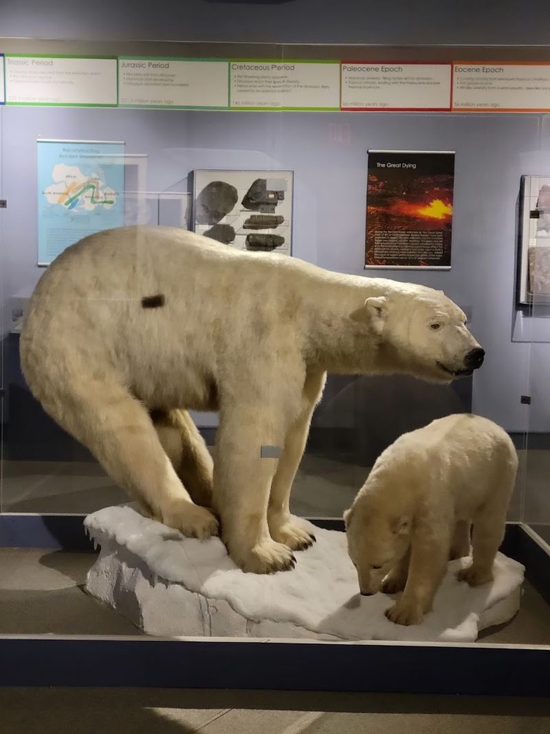 Rhode Island Is Home To A Museum That Feels Like Two Worlds In One - Decor Hint Taxidermy With Real Personality
