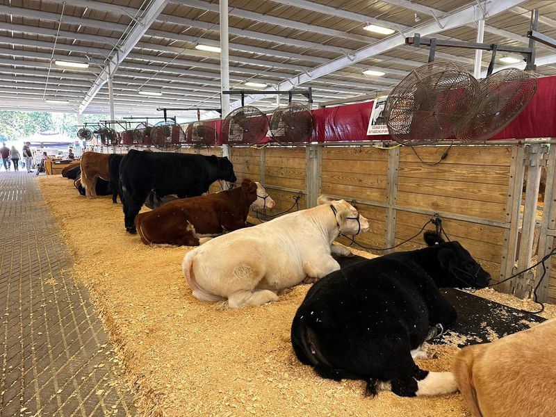 Impressive Livestock Barns Showcasing Georgia Animals