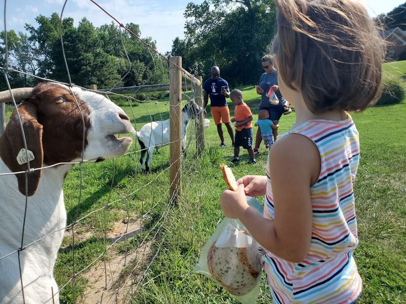 Feeding The Friendly Farm Animals