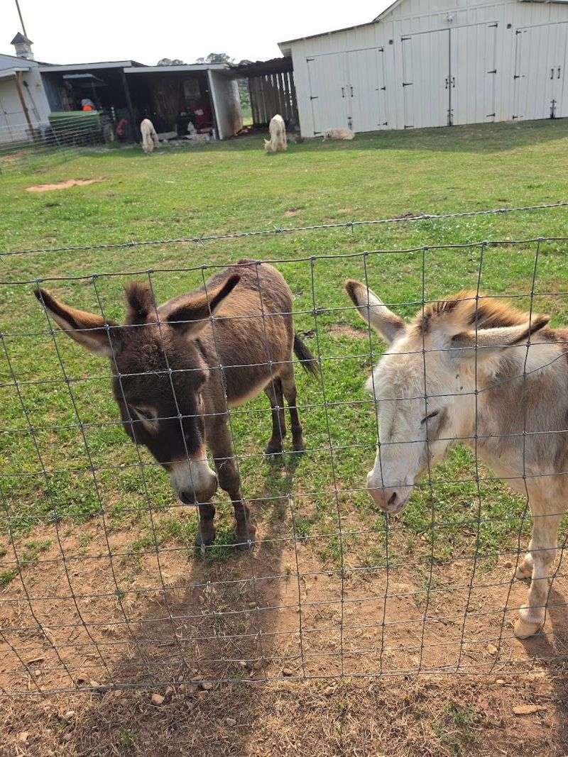 Friendly Donkeys With Big Personalities