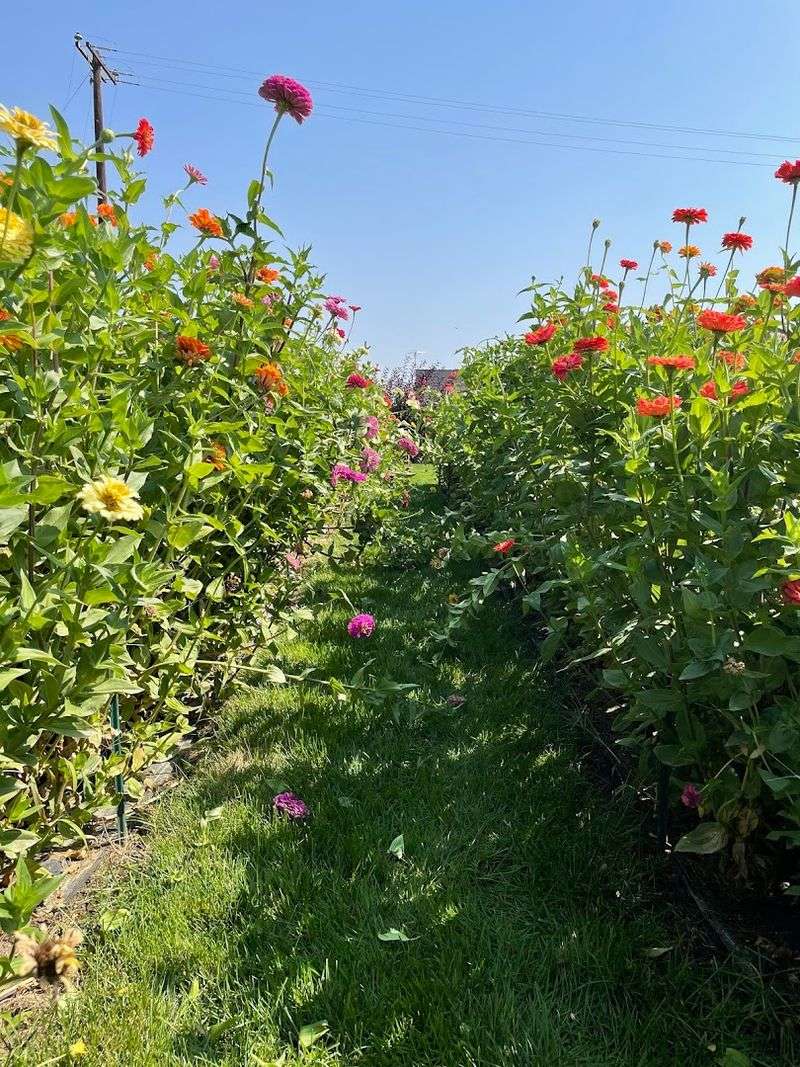 This Idaho Flower Farm Turns June Into A Colorful Country Escape - Decor Hint Country Scenery Makes The Visit Feel More Relaxed