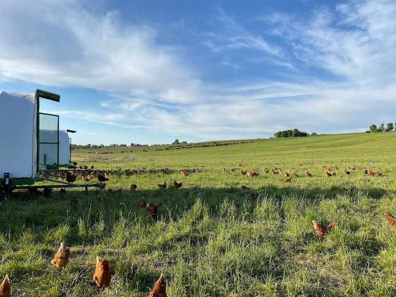 Rotational Grazing Turns The Farm Visit Into A Living Lesson