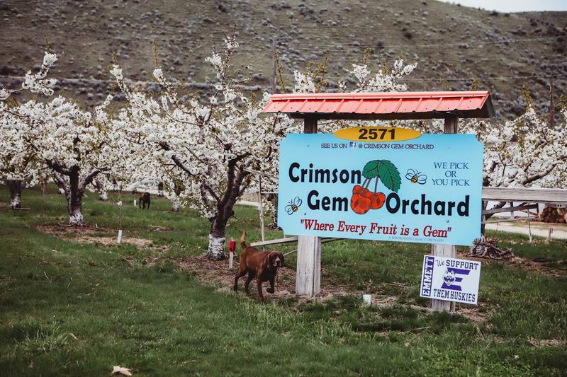 Minimal-Spray Growing Gives The Orchard Extra Appeal