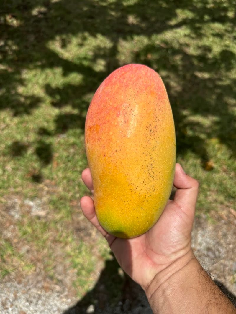 Pick Fresh Florida Mangoes And Experience Farm Life All Summer Long - Decor Hint What To Do With A Flat Of Fresh Mangoes