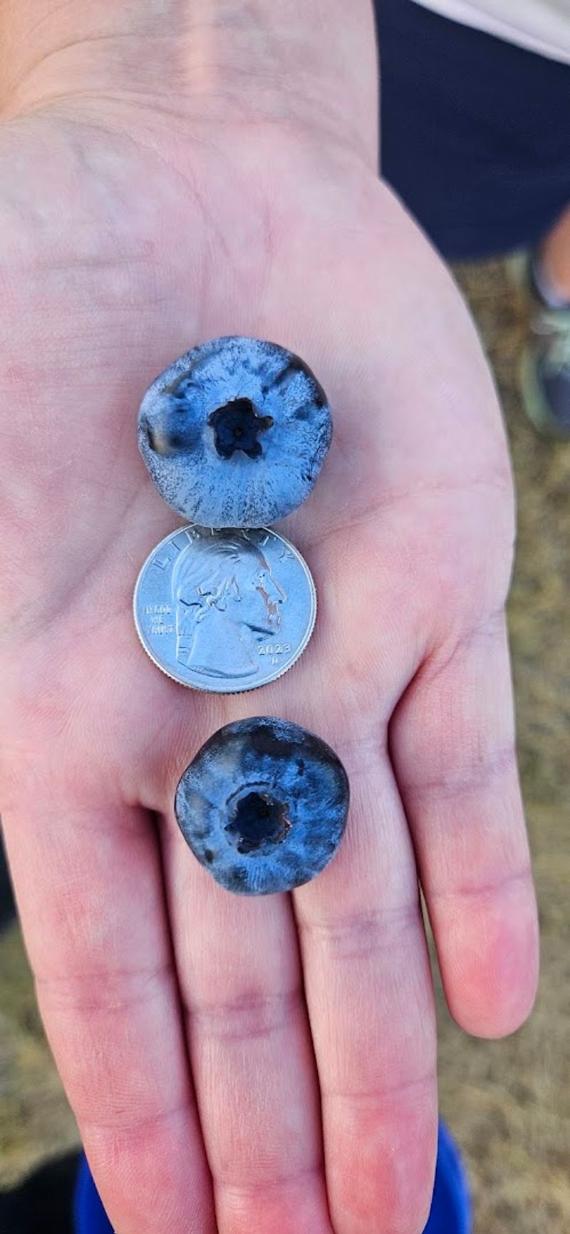 The Idaho Farm Where You Can Pick Blueberries For $4 A Pound - Decor Hint Eleven Varieties Make Picking Feel More Interesting