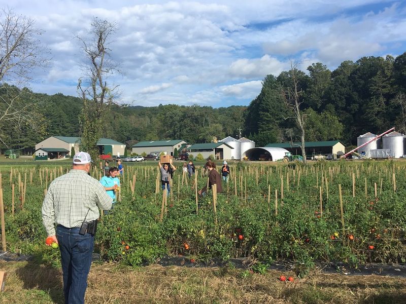 Tomatoes Taste Better When The Field Does The Work