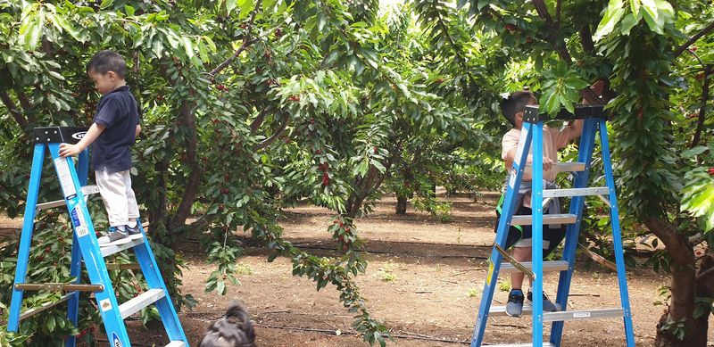 Figs Add A Sweet Little Surprise To The Orchard Lineup