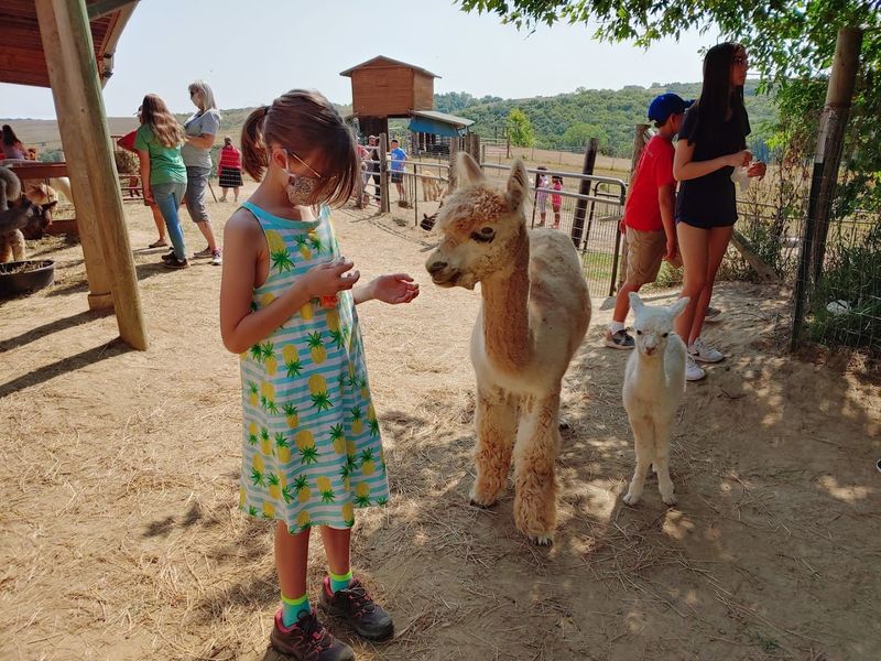 Carrot Feeding That Turns The Visit Into A Hands-On Experience
