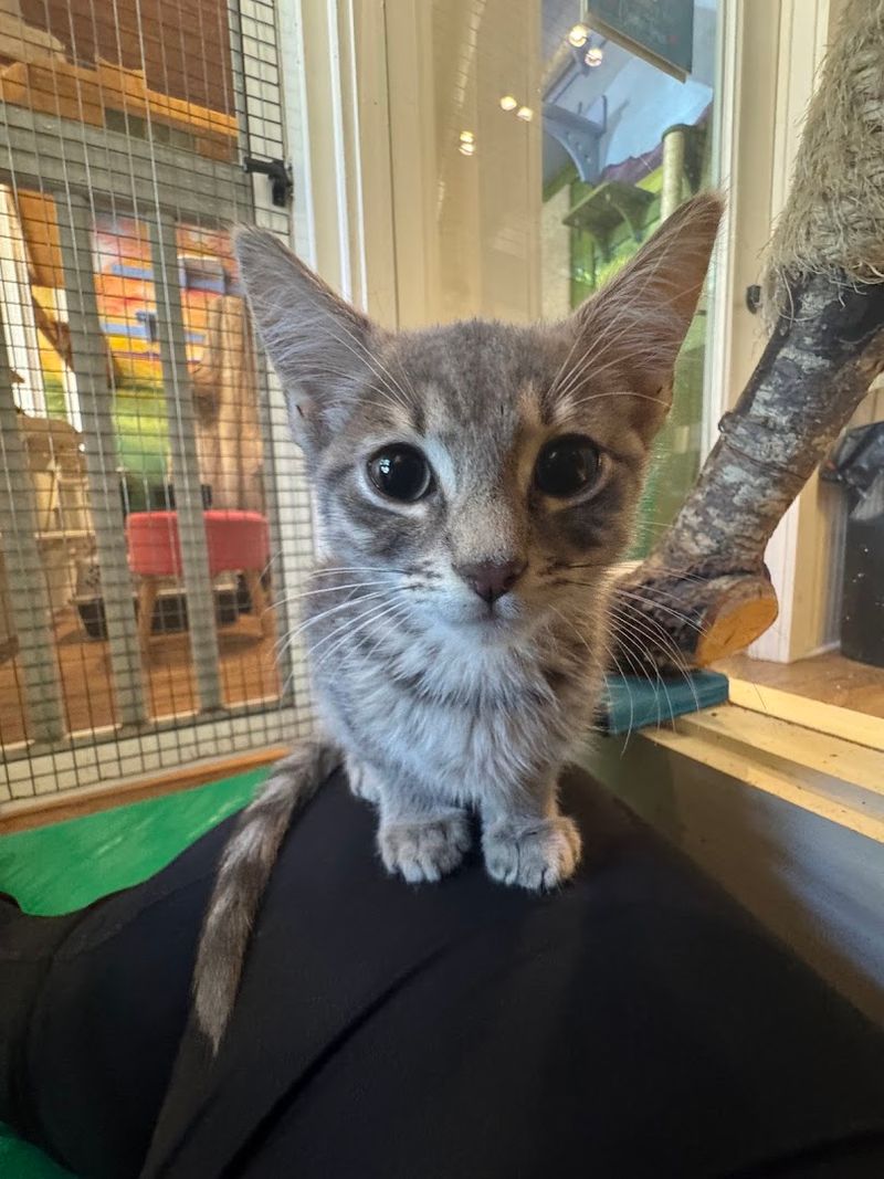 Cats With Big Personalities And Even Bigger Charm