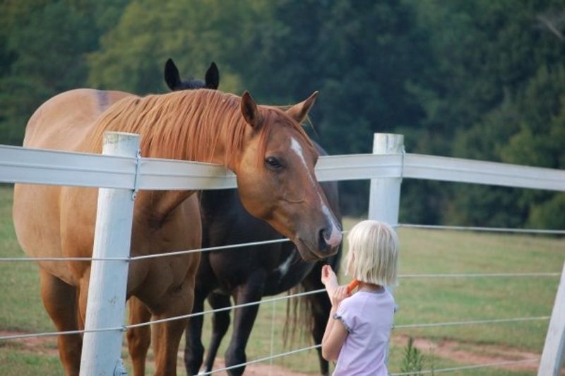 This Georgia Horse Farm Offers The Kind Of Adventure That Changes Your Perspective - Decor Hint Learn To Tack And Untack Your Horse