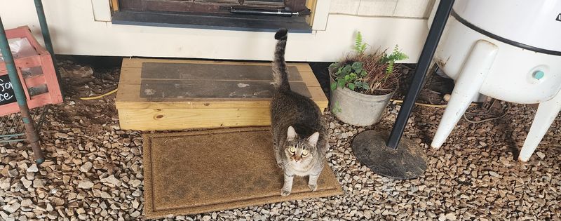 Cats, Hens, And All The Rustic Farm Charm