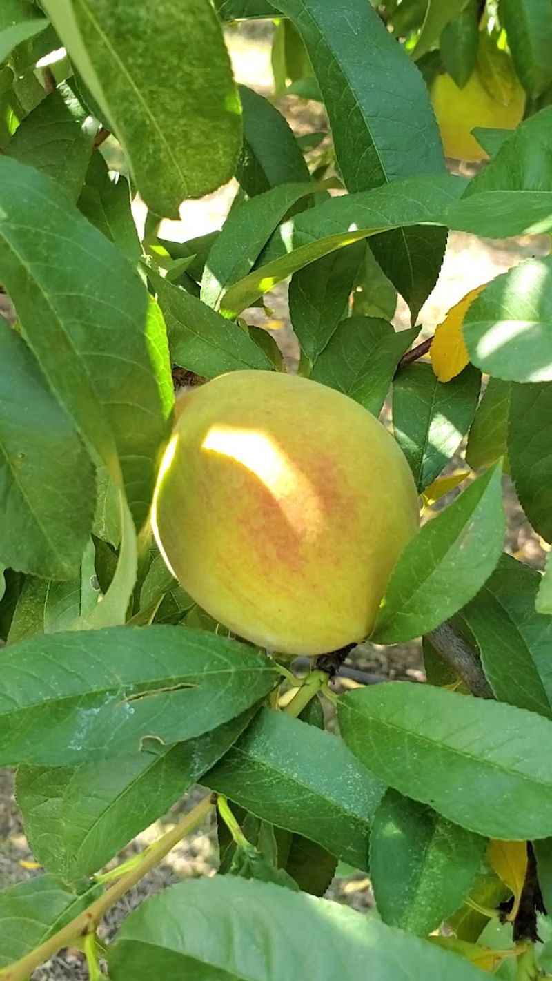 U-Pick Peaches Straight From The Orchard