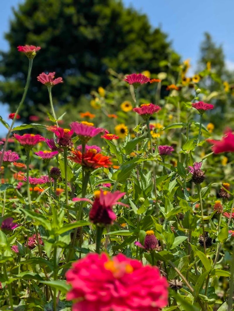 Special Events And Wedding Venue Opportunities On The Grounds