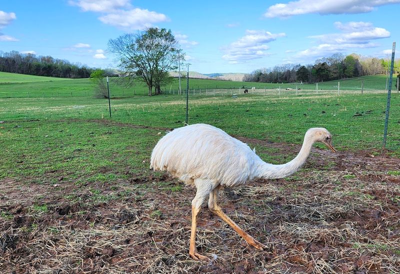 You'll Absolutely Fall In Love With This Peaceful Kentucky Park And Its Farm Animals - Decor Hint Easy Access From Interstate 65