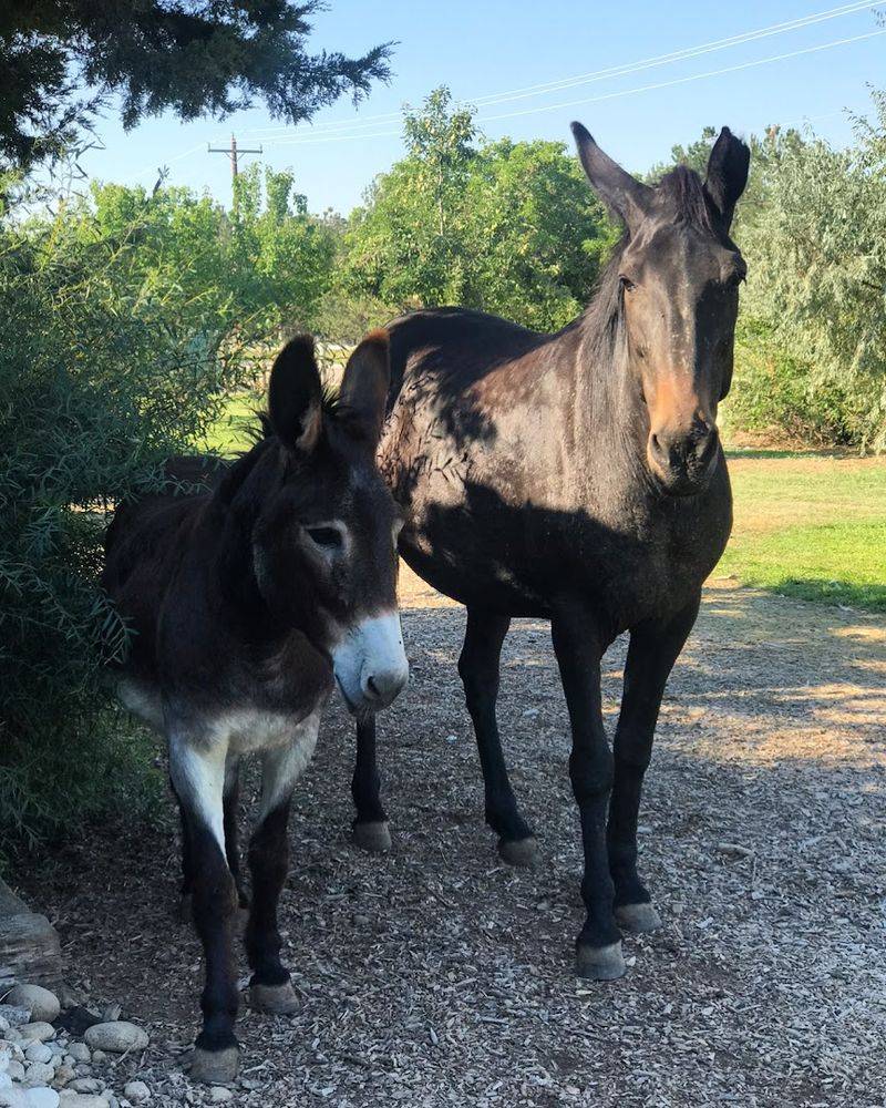 Planning Your Visit To Dominifarm