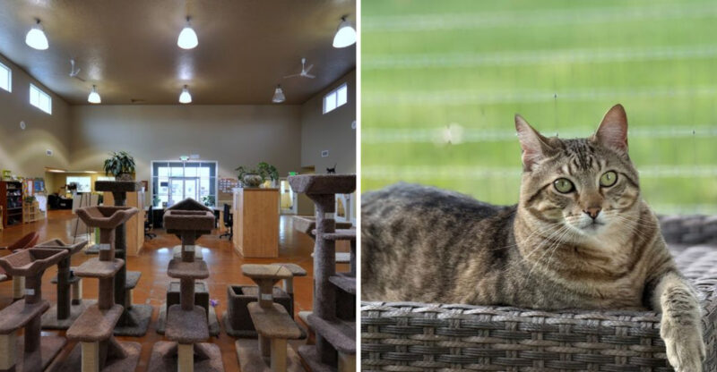 Furry Little Friends Fill Every Corner Of This Delightful Idaho Shelter