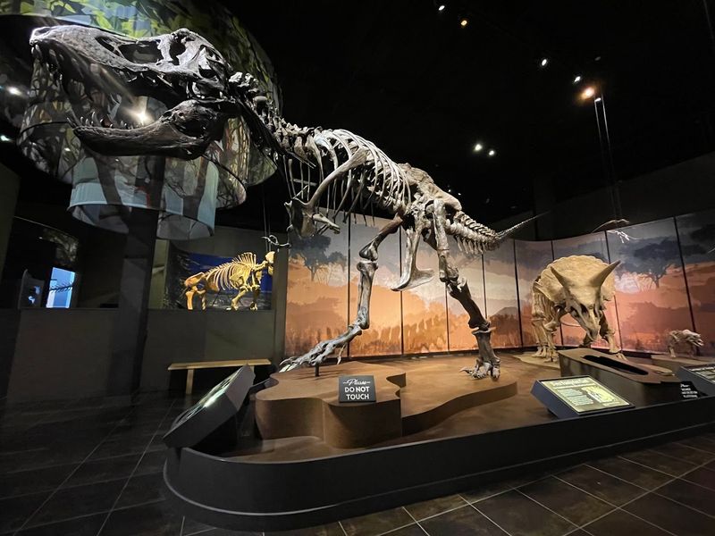 Fossil Dig Zone: Unearth Prehistoric Bones Yourself