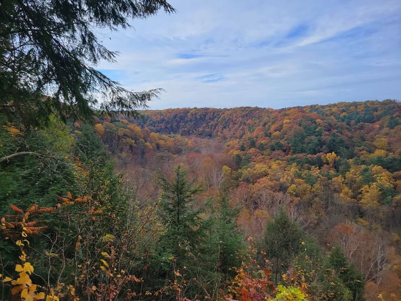 Mohican-Memorial State Forest