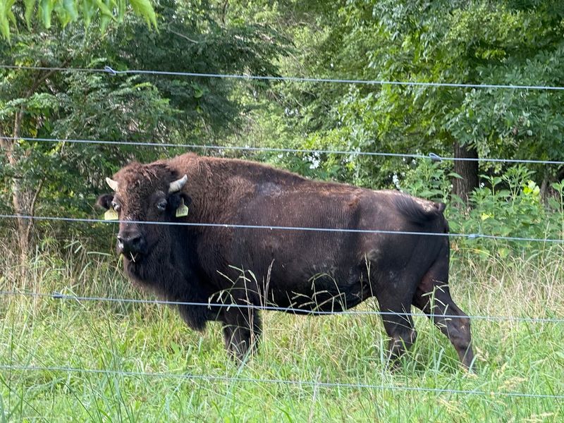 Few People Know North Carolina Has A Buffalo Farm Where You Can Meet The Herd - Decor Hint This Farm Makes