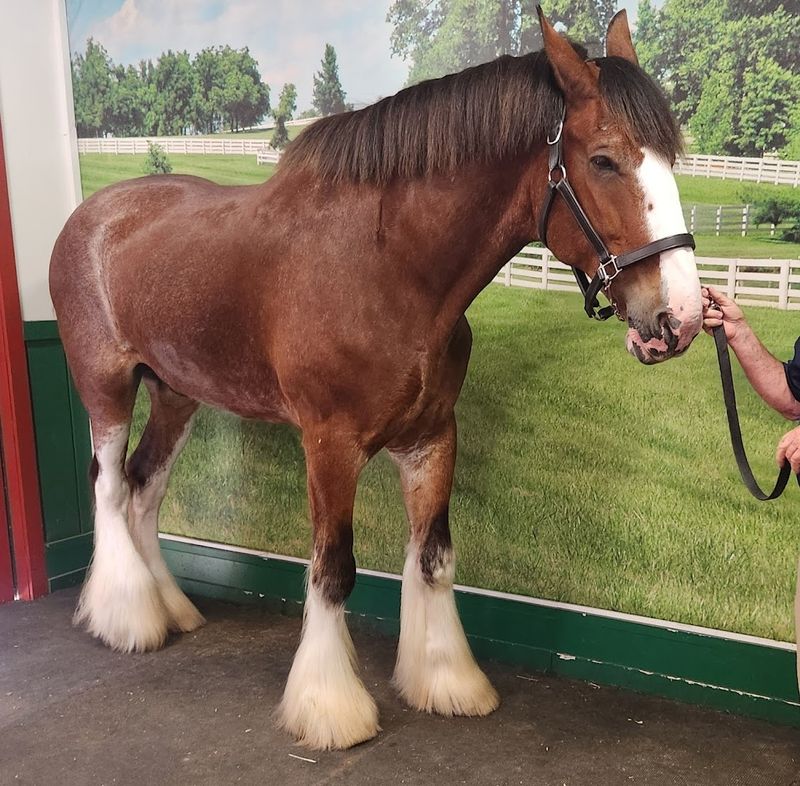Meeting The Iconic Budweiser Clydesdales