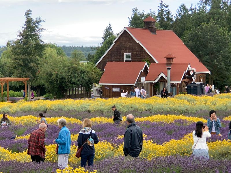 This Washington Lavender Farm Is The Summer Escape You Cannot Miss - Decor Hint Why This Farm Sticks With You Long After You Leave