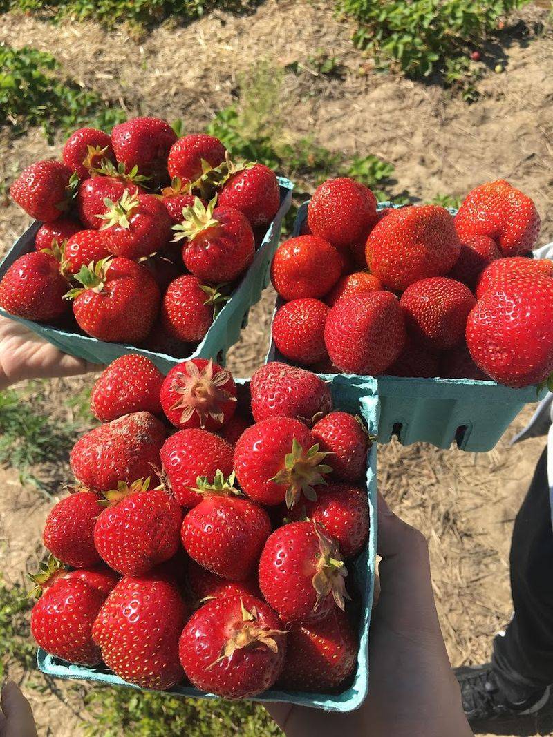 When To Visit And What To Expect During Strawberry Season