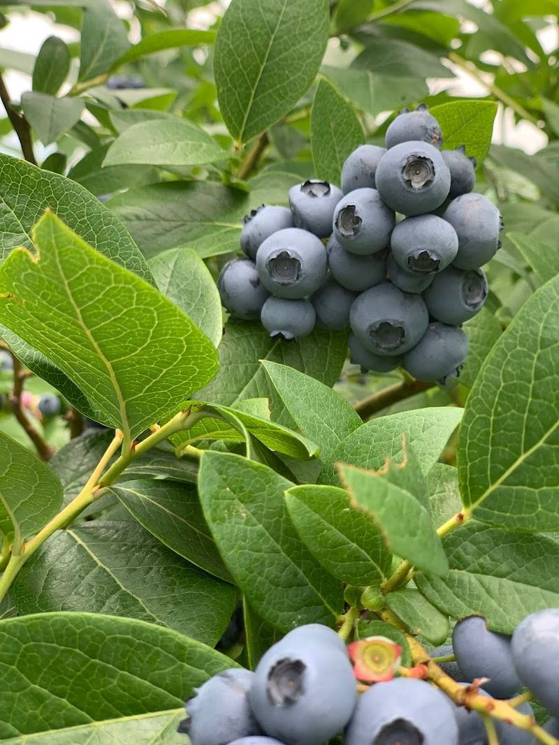 Holmberg Orchards, Gales Ferry