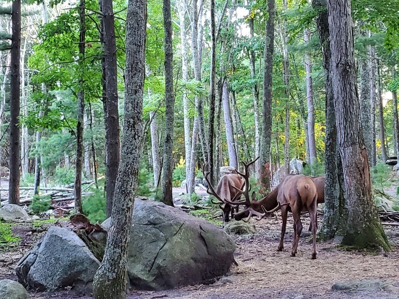 A Walk-Through Deer Forest That Feels Almost Unreal