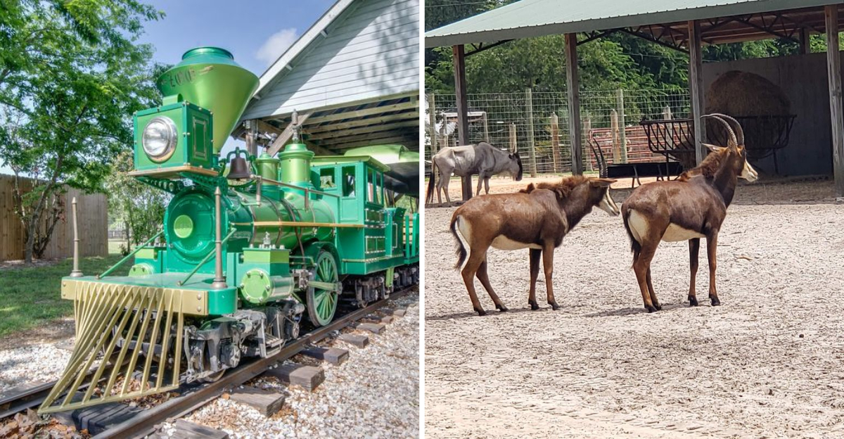 Go On A Magical Train Ride Past Free Roaming Animals At One Of Floridas Most Unusual Zoos - Decor Hint