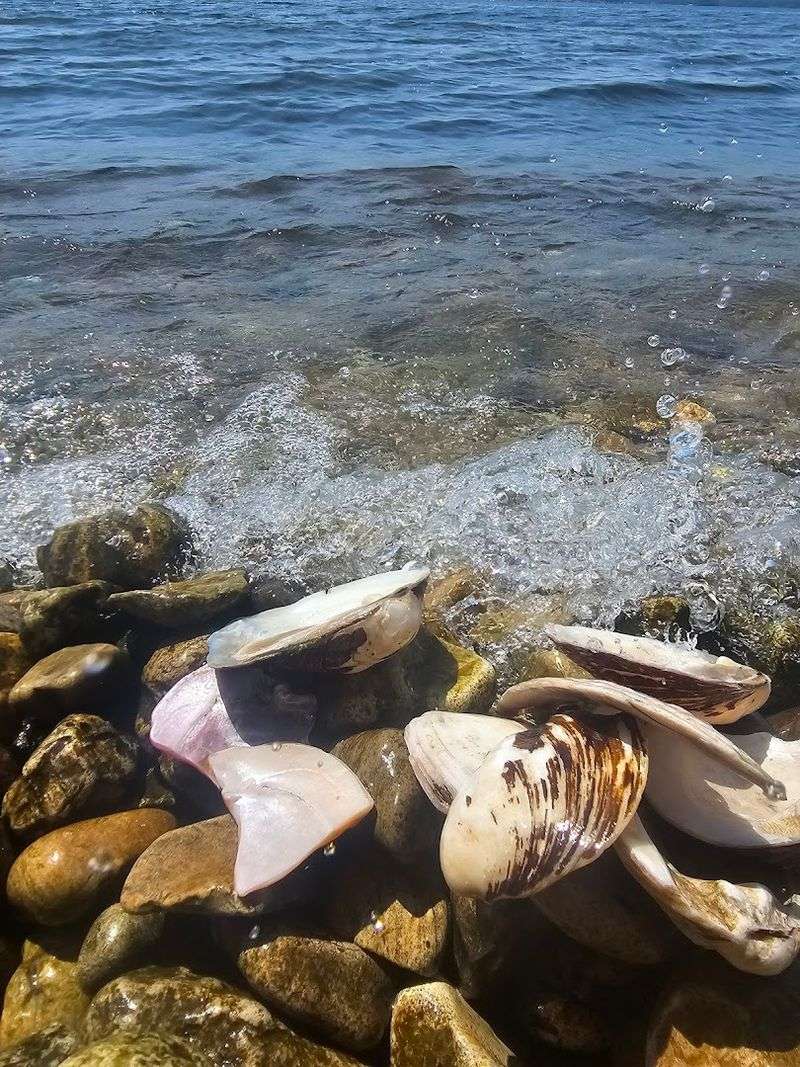 Shell Collecting Makes It Special For Kids