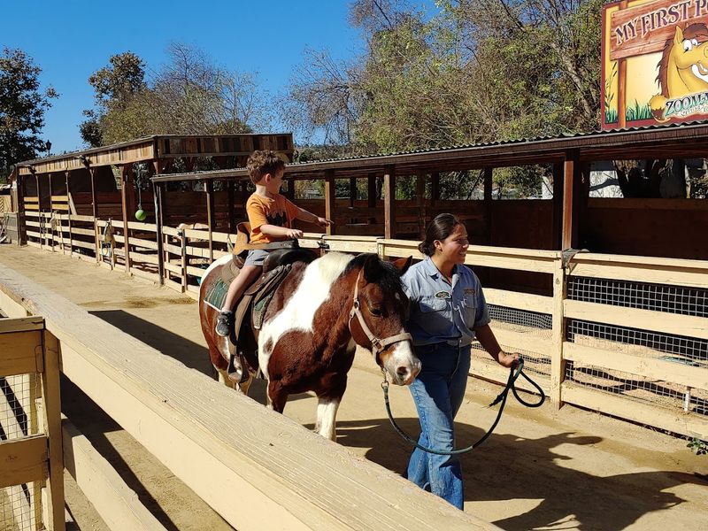 This California Petting Zoo Turns Simple Farm Visits Into Big Family Memories - Decor Hint Party Pavilions Make It A Birthday-Friendly Spot