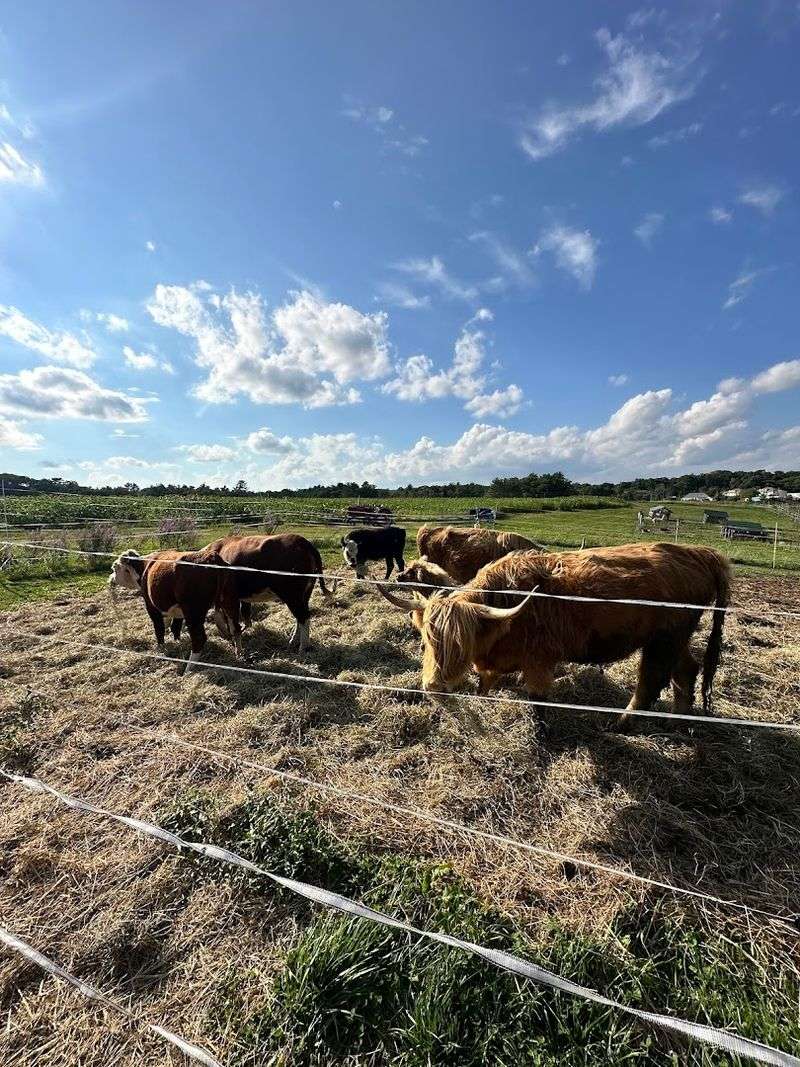 Farm Animals Worth Meeting