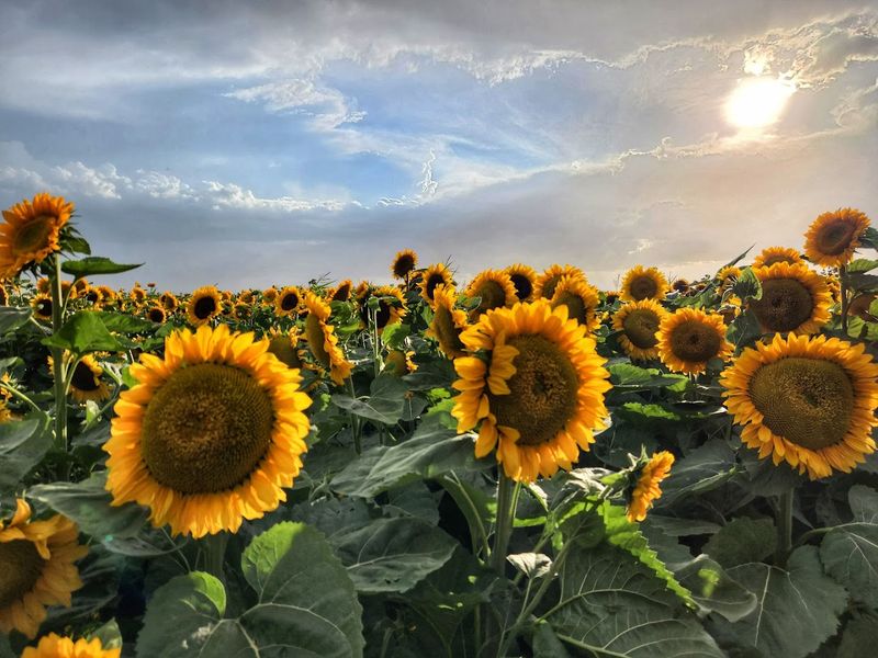 Sunflower Days Make Idaho Falls Feel Extra Cheerful
