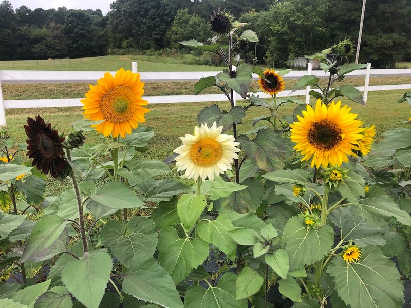 Pick-Your-Own Bouquet Experience Worth Every Petal