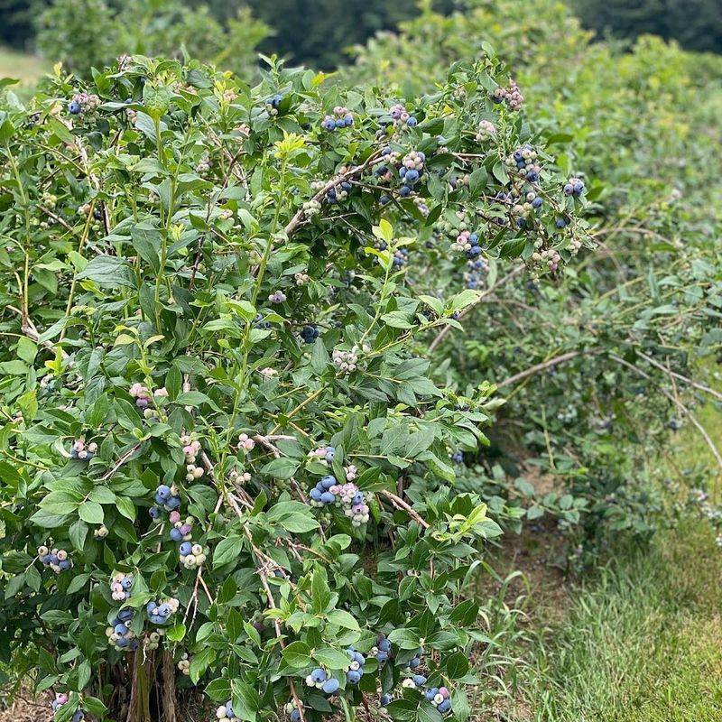 Buell's Orchard, Eastford