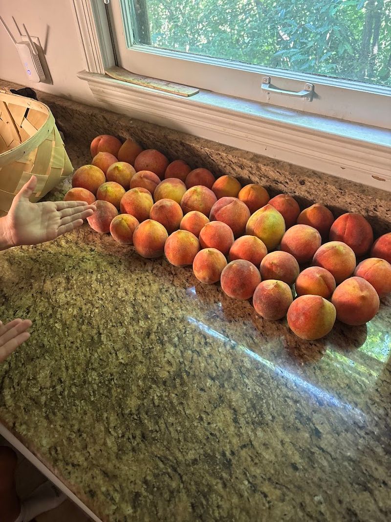 Take Home Enough Fruit To Cook And Freeze For Months