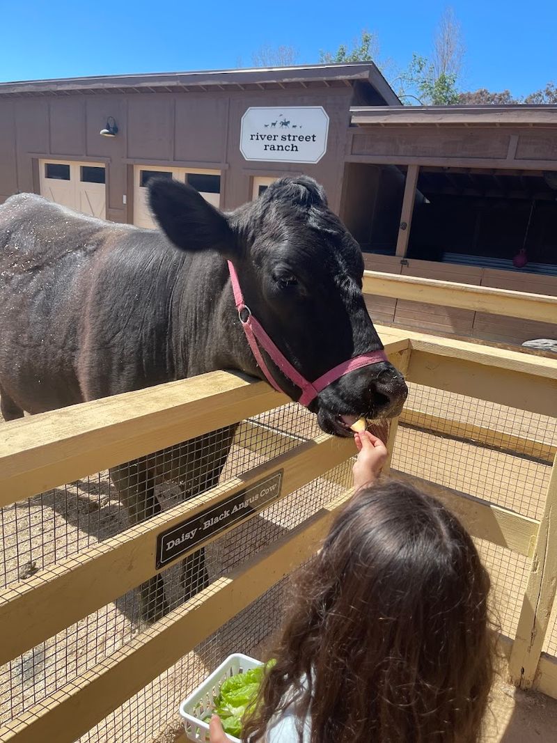 This California Petting Zoo Turns Simple Farm Visits Into Big Family Memories - Decor Hint Goats, Sheep, And Farm Animals Keep The Experience Hands-On