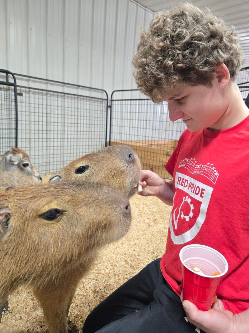 Meeting Capybaras Up Close And Personally