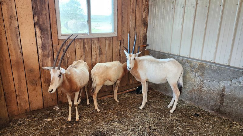 You'll Absolutely Fall In Love With This Peaceful Kentucky Park And Its Farm Animals - Decor Hint A Great Rainy Day Option That Still Delivers