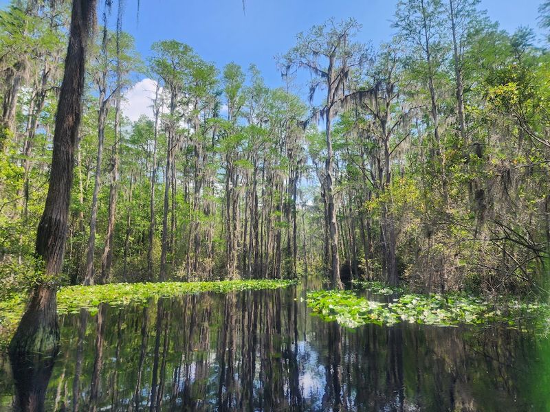 These 15 Georgia Birdwatching Spots Feel Like Hidden Premium Seats To Nature - Decor Hint Okefenokee National Wildlife Refuge